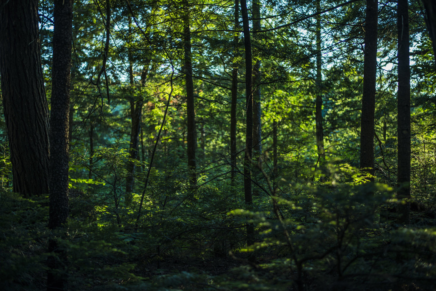 lush green forest with hints of blue sky through the tree leaves.